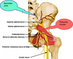 Sacroiliac-Joint-nerves-piriformis